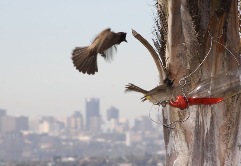Aéroport international O. R. Tambo