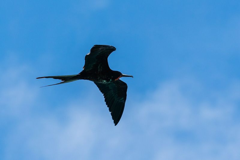 Aeropuerto Ecológico Seymour Galápagos